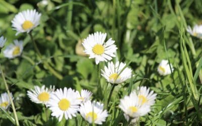 tai chi et vacances de printemps tai chi et vacances de printemps